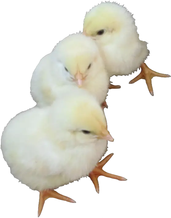 Baby Chicks Baby Chicken Transparent Background Png Baby Chicks Png png