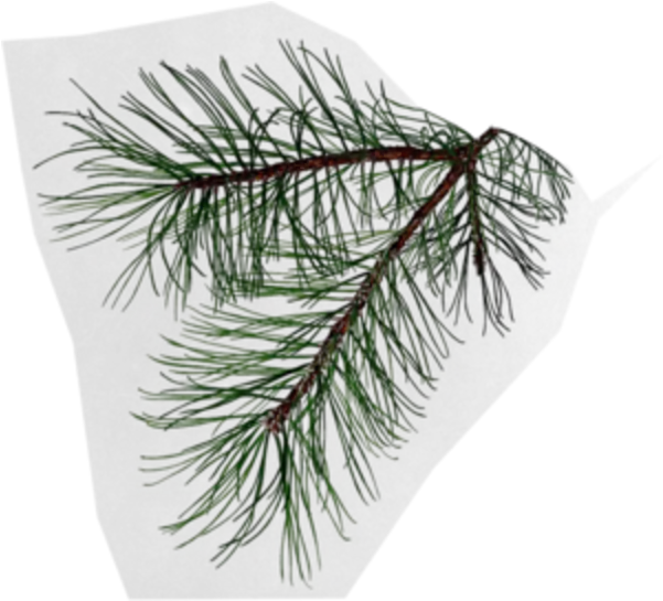 Pine Branch Possibly For My Dedication Tattoo Tree Png