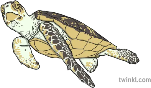 Hawksbill Turtle Illustration Twinkl Tortuga Carey Ilustracion Png Turtles Png