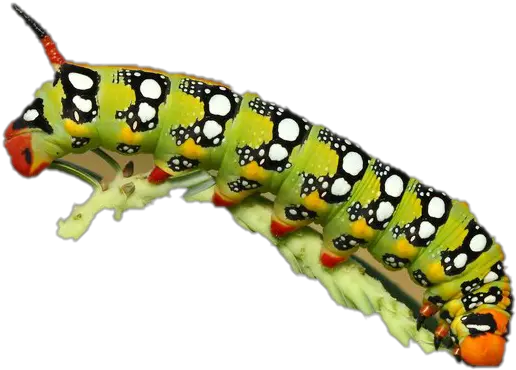 Png Images Transparent Background Caterpillar Png Caterpillar Transparent Background