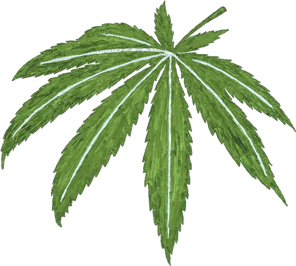 Memorial Sloan Kettering Cancer Center Elm Png Marijuana Leaf Transparent