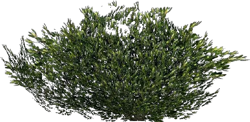 Shrubs Transparent Background Png Arbusto Png Shrub Transparent Background