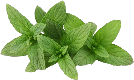 Mint Png Transparent Images Mint Powder Mint Leaves Png