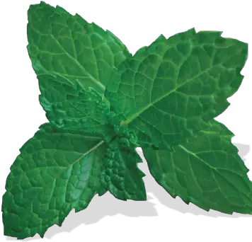 Download Mint Leaf Thai Cuisine Vitis Png Mint Leaves Png