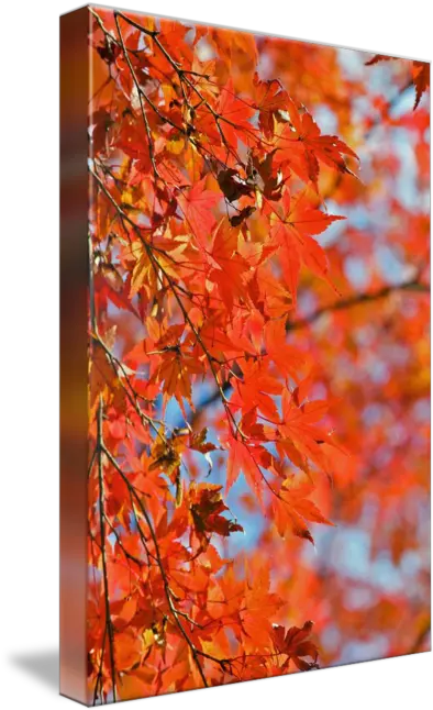 Japanese Maple Acer Palmatum By Paul Atkinson Maple Leaf Png Japanese Maple Png