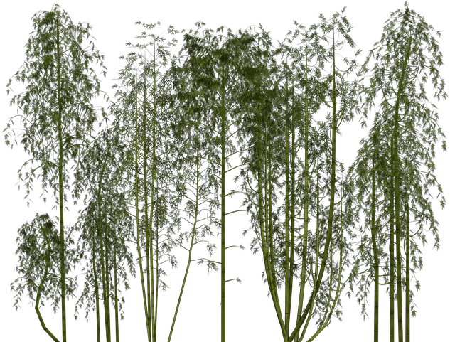 Bamboo Png Tree Plant Exotic Bamboo Png Plant Transparent Background