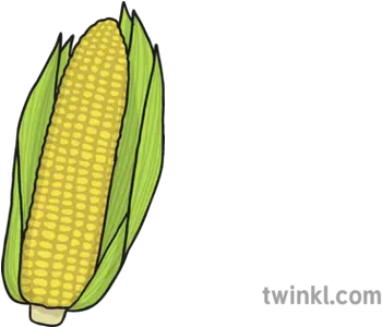 Corn Sweetcorn Twinkl Corn On The Cob Png Corn Cob Png