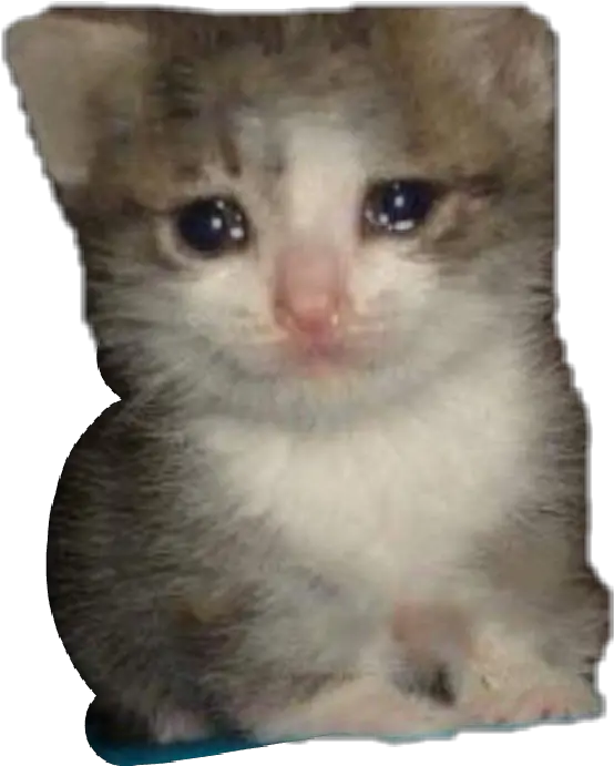 Sad Cat Meme Png 4 Image Crying Cat Meme Sad Cat Png