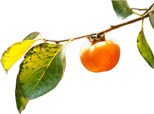 Persimmon Png Persimmon Branch Fruit Tree Png