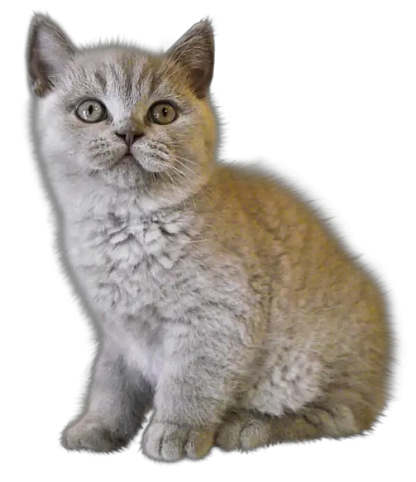 Png Cats Sad Kitten Png Kitten Transparent Background