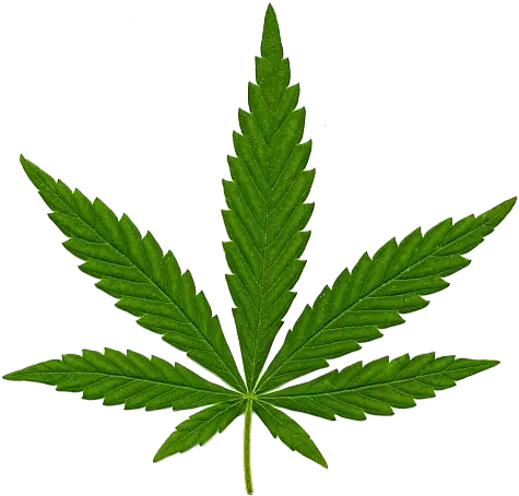 Cannabis In Png Marijuana Leaf Weed Transparent Background