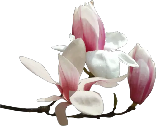 Download Tubes Fleurs Tube Png Fleur Magnolia Magnolia Png