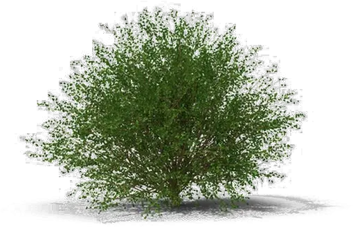 Shrub Transparent Image Thuya Png Bushes Transparent