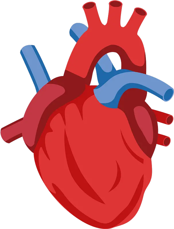 Human Heart Clipart Free Download Transparent Png Creazilla Human Heart Clipart Png Hearts Icon Png