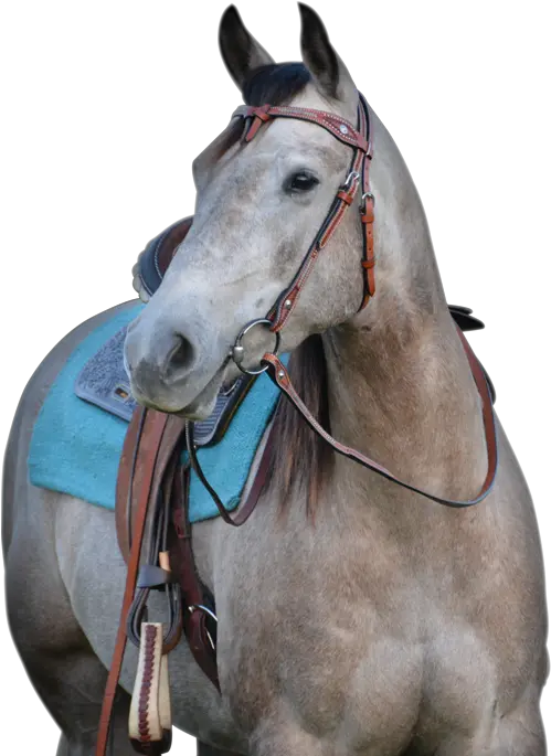 Cavalier Equestrian Inc Halter Png Used Custom Icon Flight Dressage Saddle