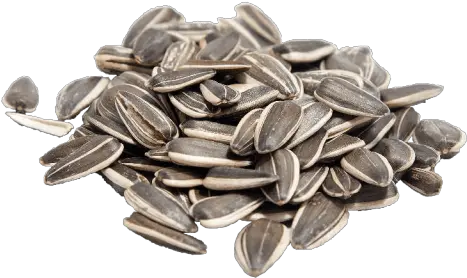 Sunflower Seeds Png Images Transparent Background Play Sunflower Seed Png Sunflower Transparent Background