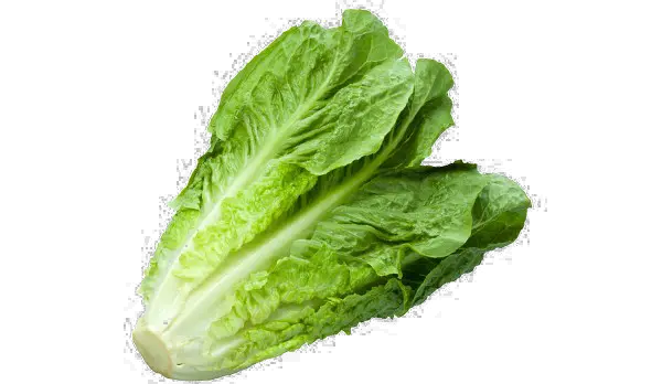 Download Romaine Lettuce Png The Difference Between Cabbage And Lettuce Lettuce Png