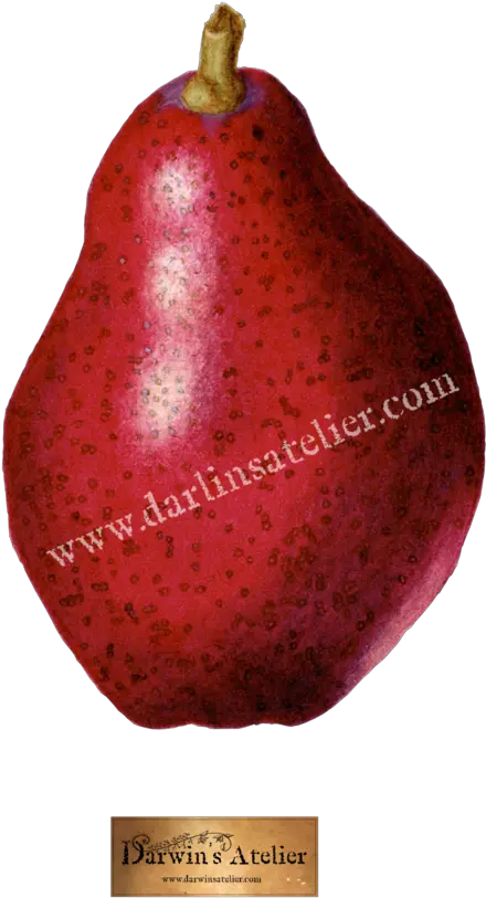 Pyrus Communis Red Pear Watercolor U2014 Darwinu0027s Atelier Pomegranate Png Watercolor Logo