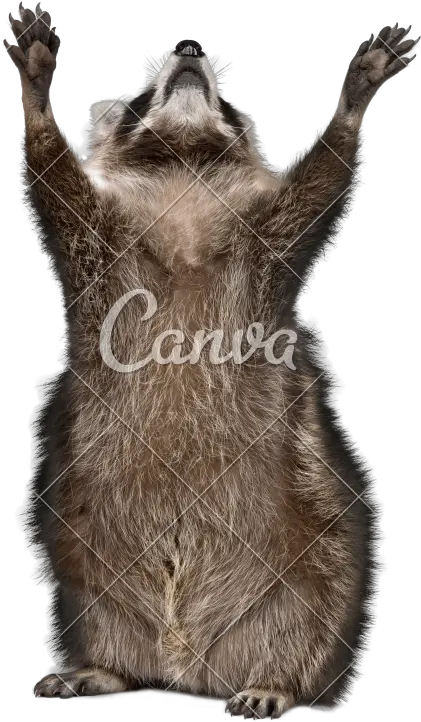 Years Old Reaching Up In Front Of Racoon With White Png Racoon Png