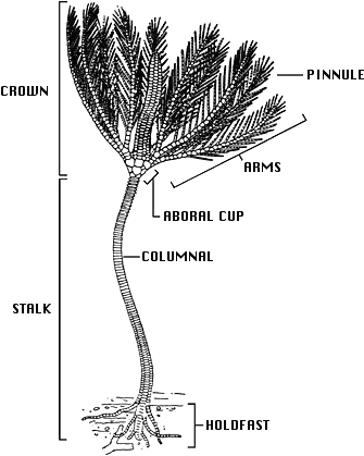 Crinoidea Crinoid Stem Png Lg A341 Icon Glossary