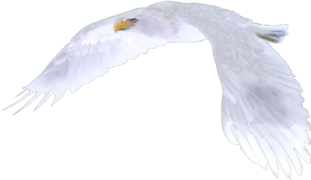 White Eagle Png Picture 589837 White Eagle Soaring Eagle Png