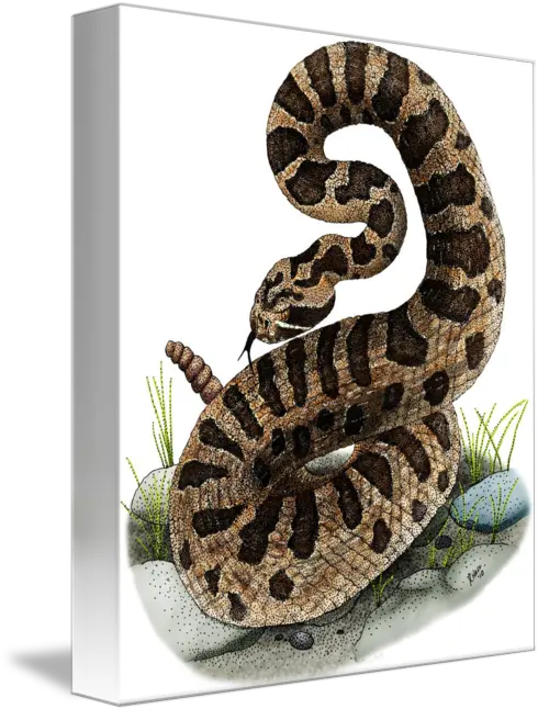 Eastern Massasauga Rattlesnake By Roger Hall Snake Png Drawing Cartoon Rattlesnake Png