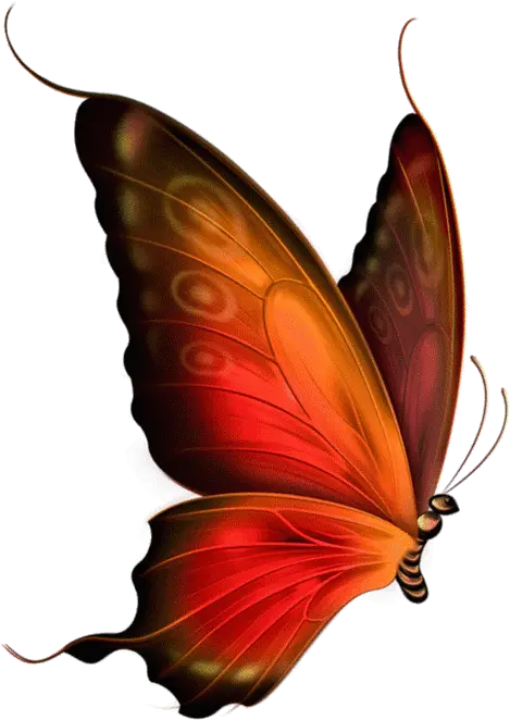 Flying Butterfly Wallpaper Gif Red And Brown Butterfly Png Butterfly Gif Transparent png