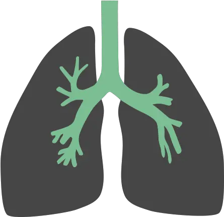 Lungs Flat Icon Png Lungs Flat Design Png Lungs Png