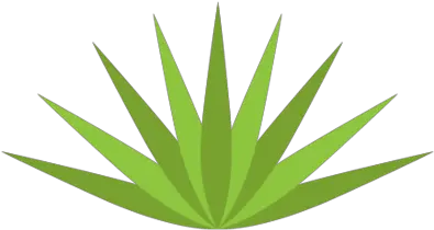 Download Free Png Agave Pluspngcom600 Dlpngcom Agave Agave Png