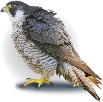 Peregrine Falcon Png 5 Image Peregrine Falcon Transparent Background Falcon Png