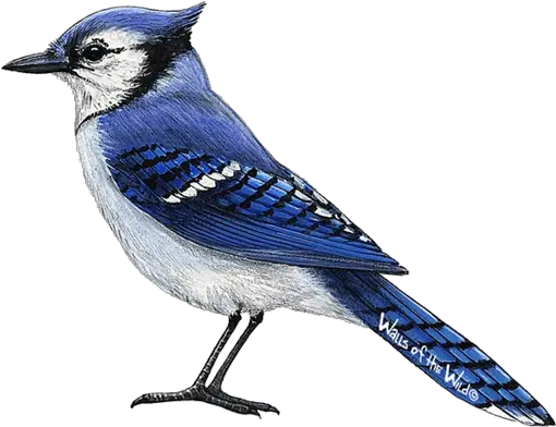 Blue Jay Png 3 Image Realistic Blue Jay Bird Drawing Blue Jay Png
