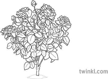 Rose Bush Black And White Illustration Twinkl Line Art Png Rose Bush Png