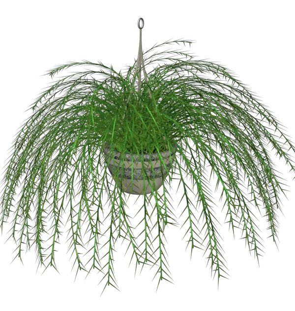 Index Of Transparent Hanging Plants Png Hanging Plants Png