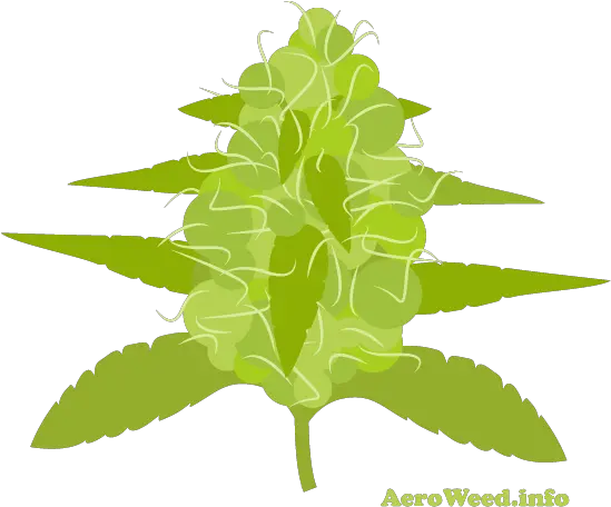 Flowering Stage For Marijuana Plants In An Aerogarden Illustration Png Marijuana Plant Png