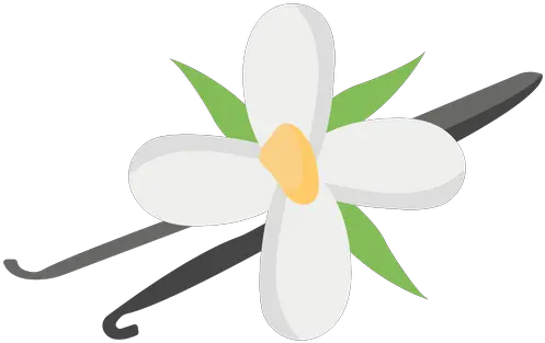 Vanilla Flower Icon Of Flat Style Vanilla Flower Icon Png Vanilla Png