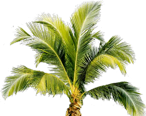 Palm Tree Png Image 2494 Free Palm Tree Png Palm Png