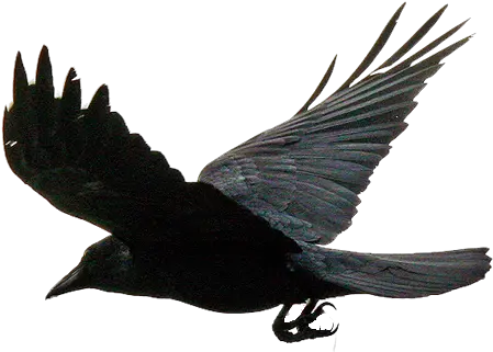 Flying The Crows Png Download Flying Crow Transparent Background Crow Transparent