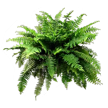 Fern Png Image With No Background