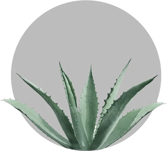 Download Agave Americana Agave Americana Plant Png Agave Png