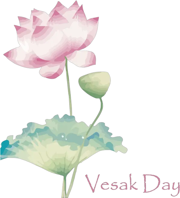 Vesak Flower Lotus Family Sacred For Buddha Day Sacred Lotus Png Lotus Transparent