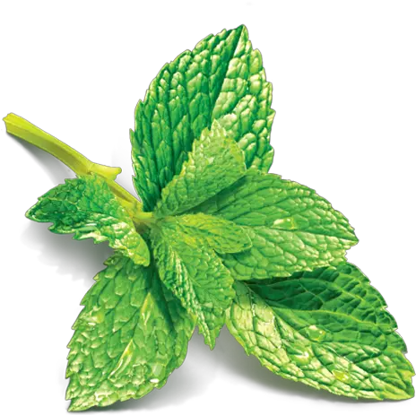 Mint Leaves Png Mint Mint Leaves Png