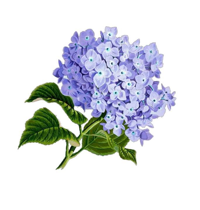 Flower Clipart Pink Bigleaf Hydrangea Transparent Hydrangea Flower Png Hydrangea Png