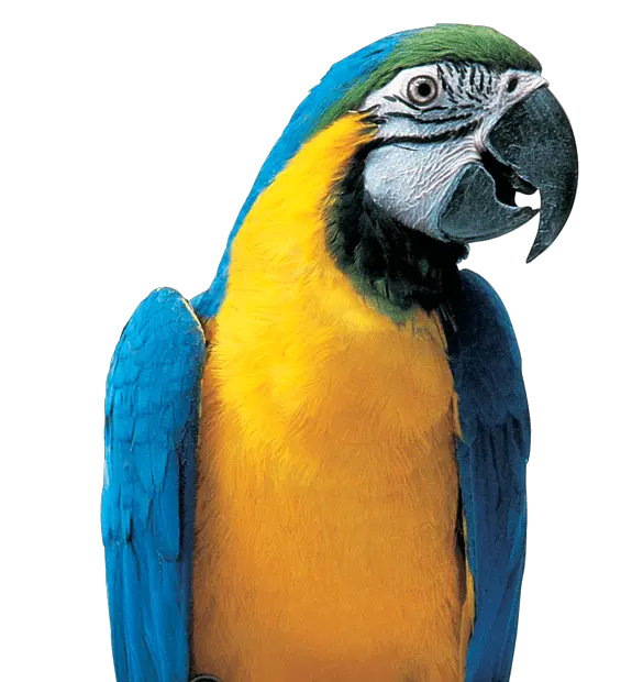 Download Hd Colorful Parrot Png Picture Macaw Transparent Colorful Parrot Png Parrot Png