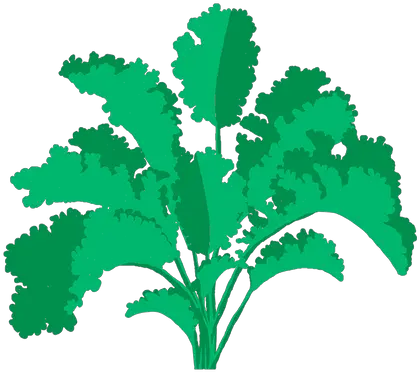 Curly Kale Fines Herbes Png Cilantro Icon
