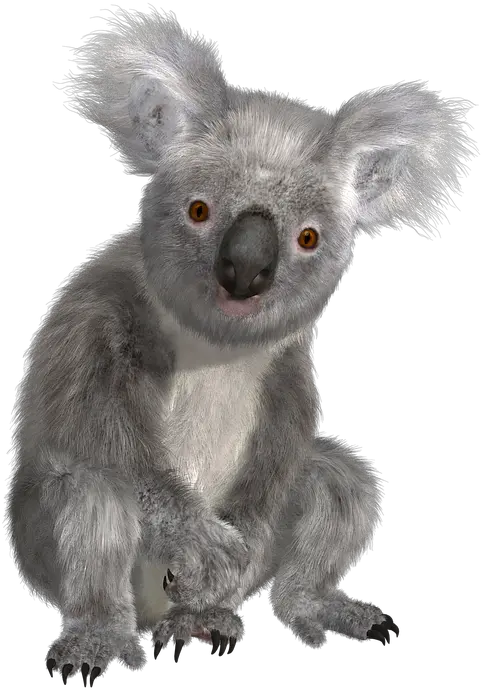 Png Hd Transparent Koala Koala Bear Transparent Background Koala Bear Png