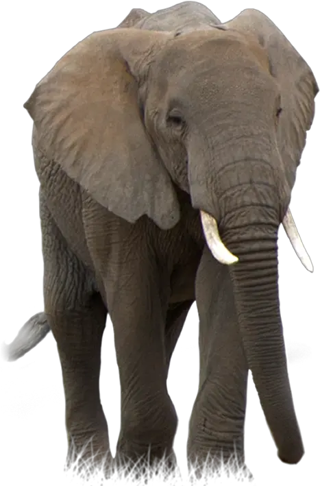 Elephant Png Elephant Png Elephant Transparent Background