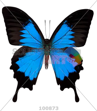 Stock Photo Of Butterfly Transparent Ulysses Butterfly Png Butterfly Transparent png