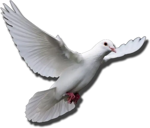 Flying Dove Gif Transparent Png Flying Dove Gif Png Dove Png