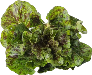 Speckled Gem Lettuce Plant Pathology Png Lettuce Transparent