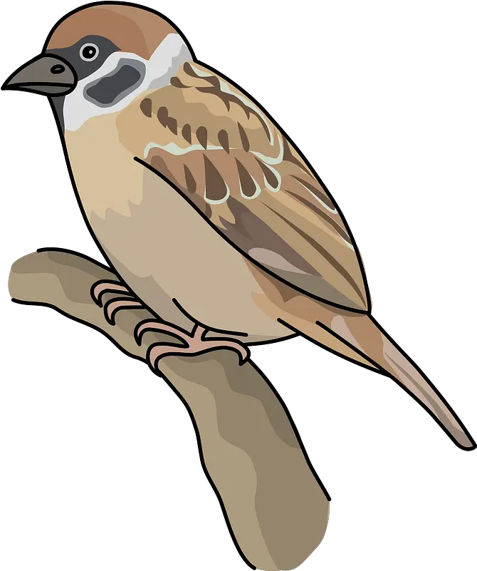 Sparrow Bird Clipart Free Download Transparent Png Creazilla Sparrow Clipart Bird Clipart Png